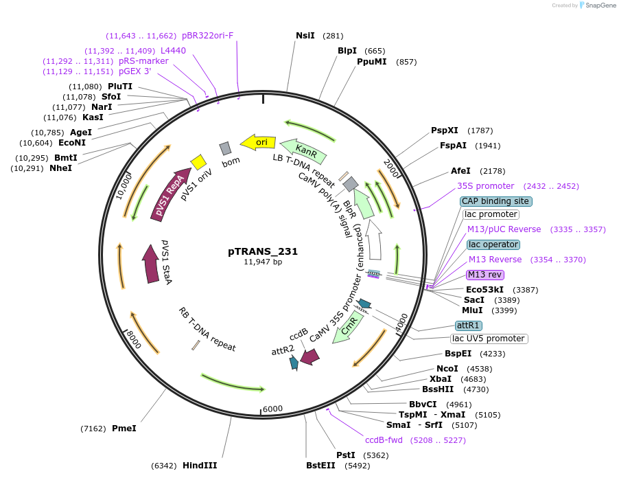 91120-plasmid-map-sequence-id-182120