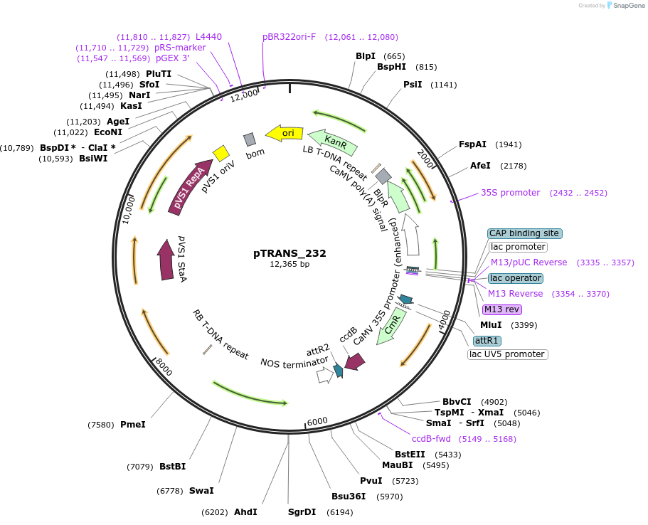 91121-plasmid-map-sequence-id-182121