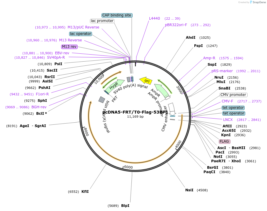 52507-plasmid-map-sequence-id-182123