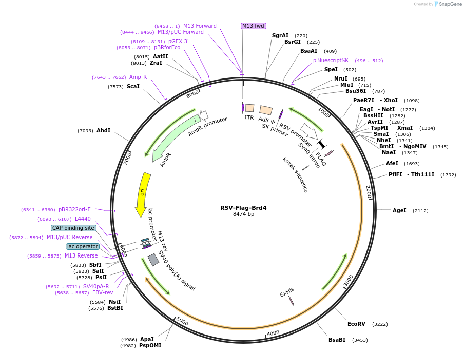 86616-plasmid-map-sequence-id-182129