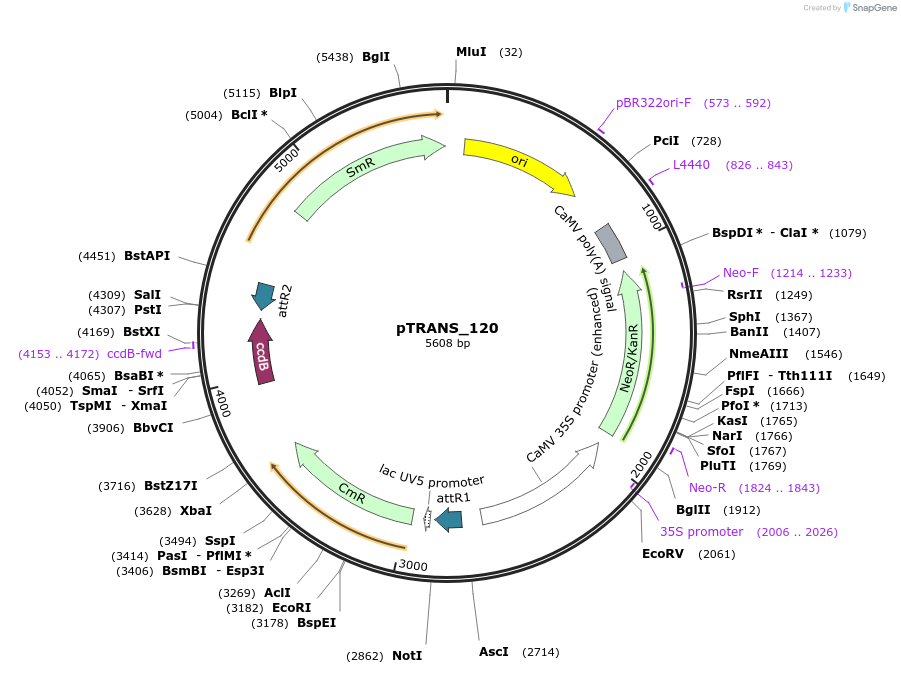 91203-plasmid-map-sequence-id-182146