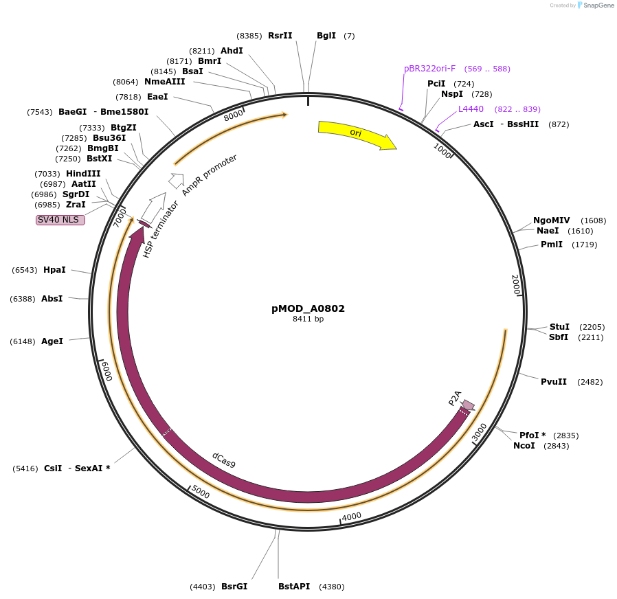 91023-plasmid-map-sequence-id-182181