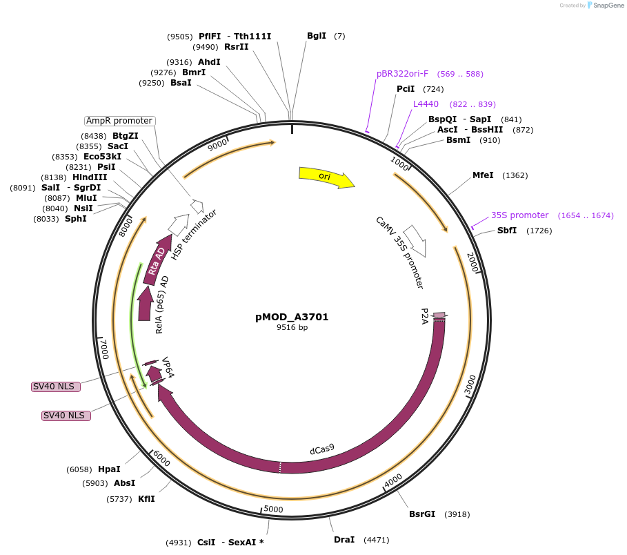 91052-plasmid-map-sequence-id-182185