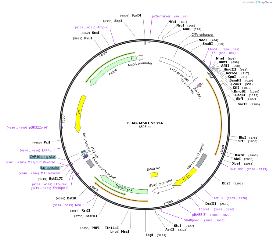 96928-plasmid-map-sequence-id-182233
