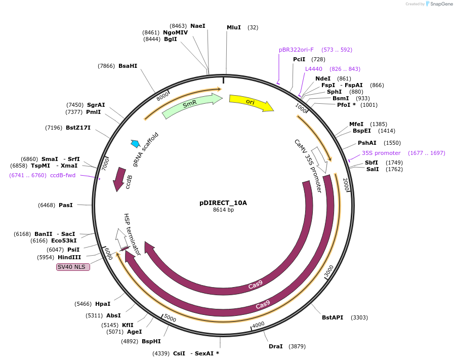 91207-plasmid-map-sequence-id-182246