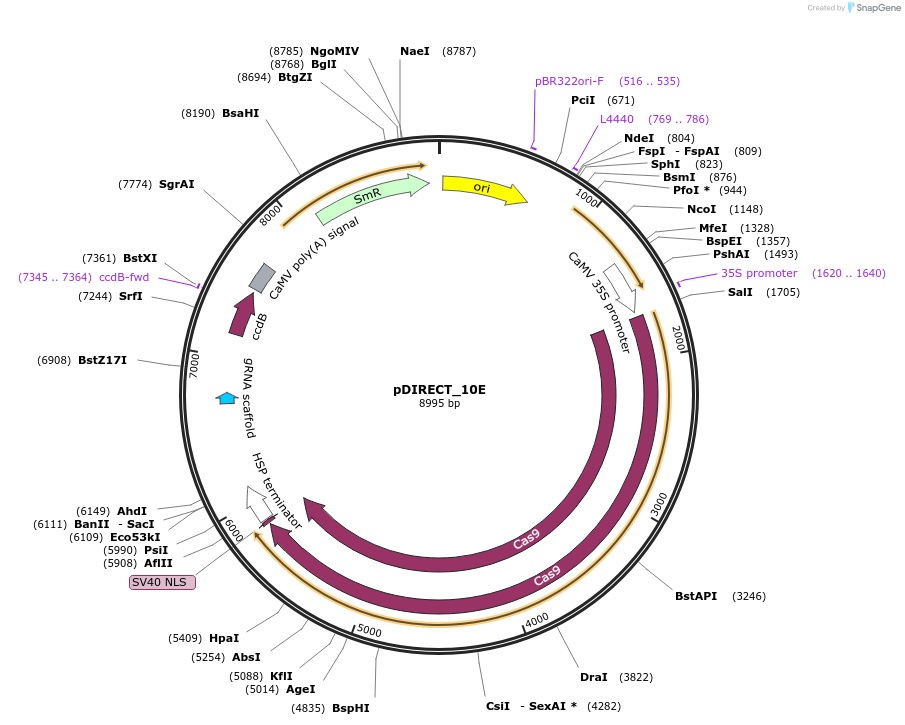 91209-plasmid-map-sequence-id-182248