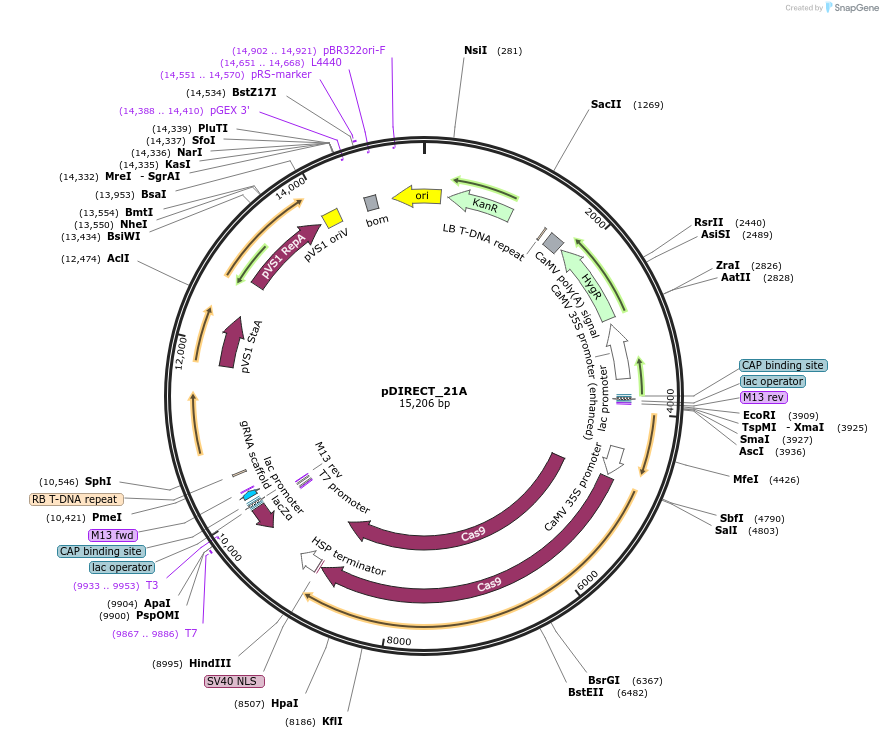 91128-plasmid-map-sequence-id-182250