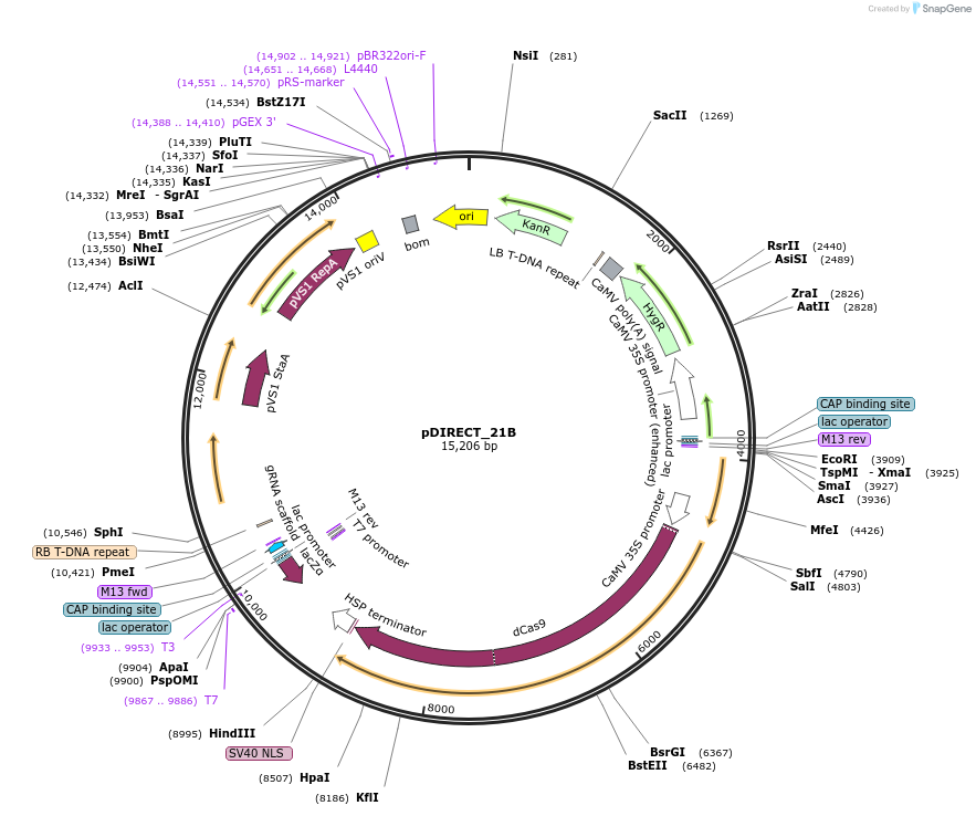 91129-plasmid-map-sequence-id-182252