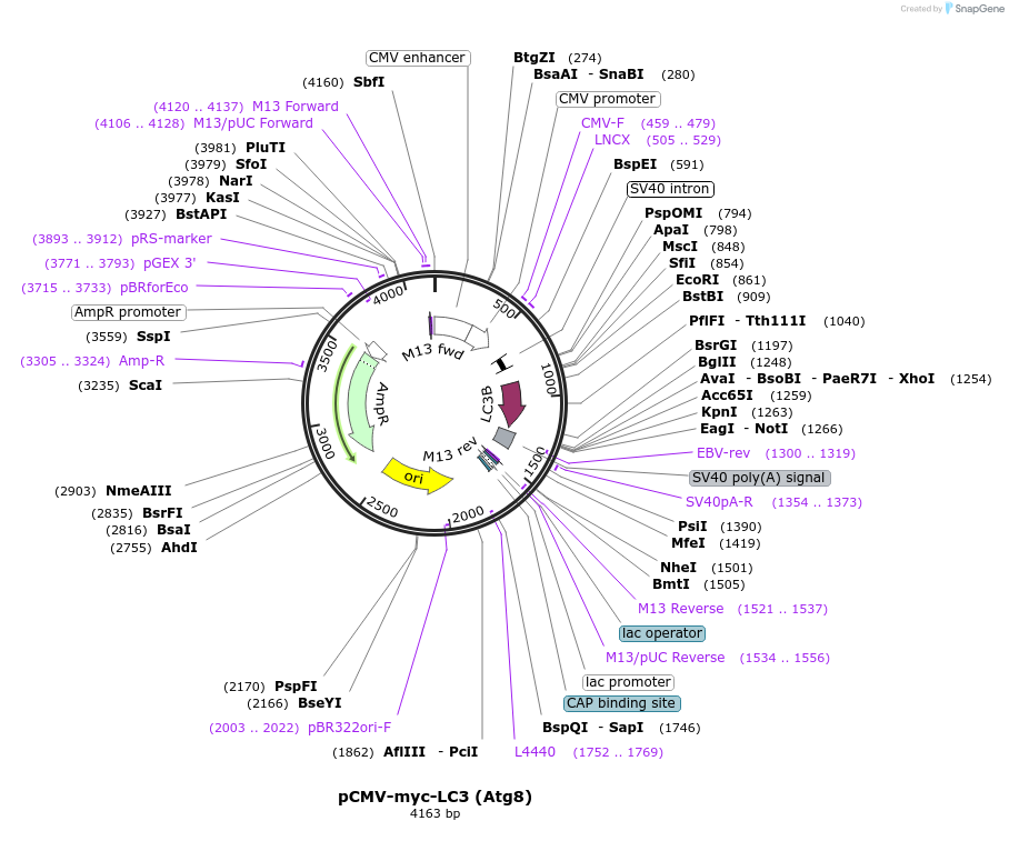 24919-plasmid-map-sequence-id-182253