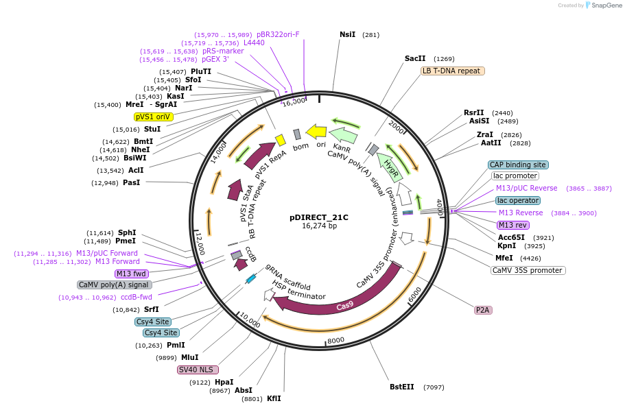 91130-plasmid-map-sequence-id-182254