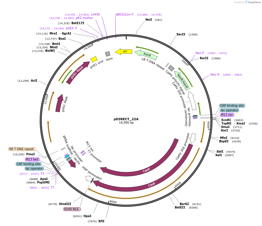 91133-plasmid-map-sequence-id-182257