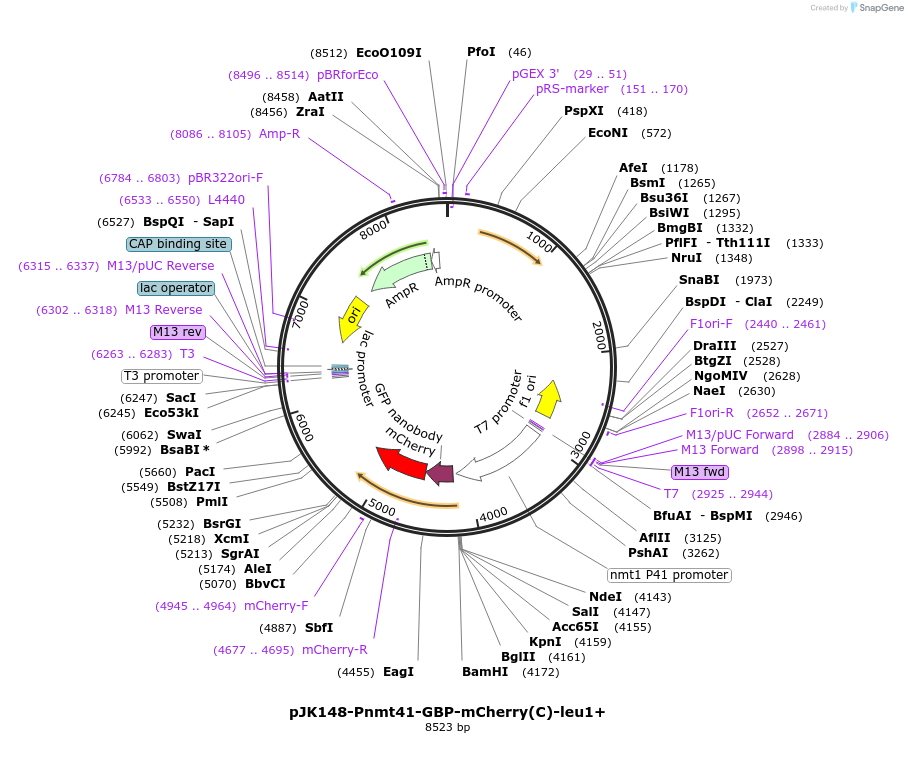 89069-plasmid-map-sequence-id-182259