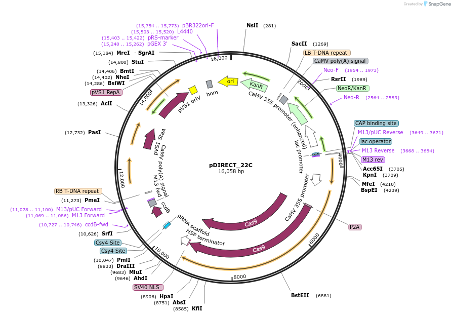 91135-plasmid-map-sequence-id-182261