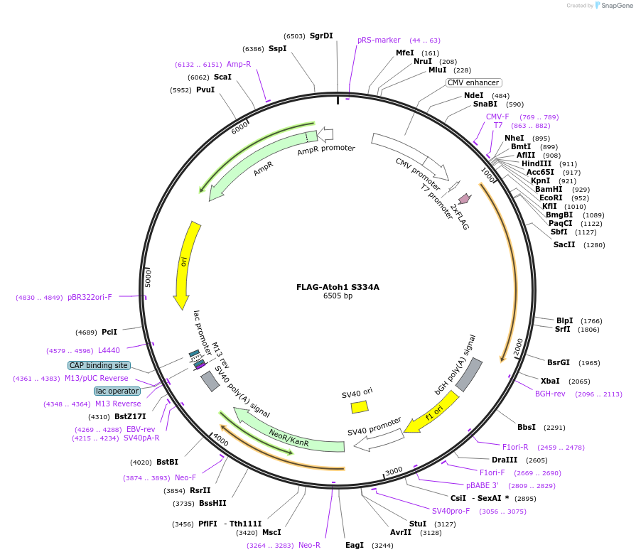96915-plasmid-map-sequence-id-182271
