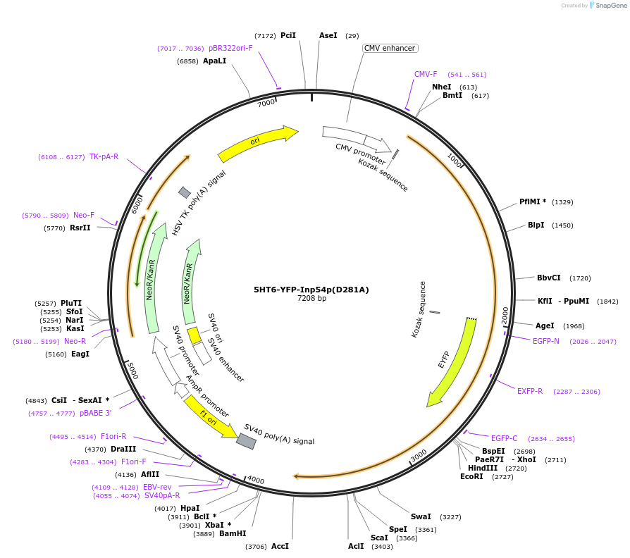 96813-plasmid-map-sequence-id-182273