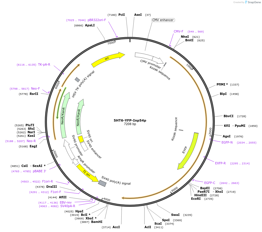96812-plasmid-map-sequence-id-182274