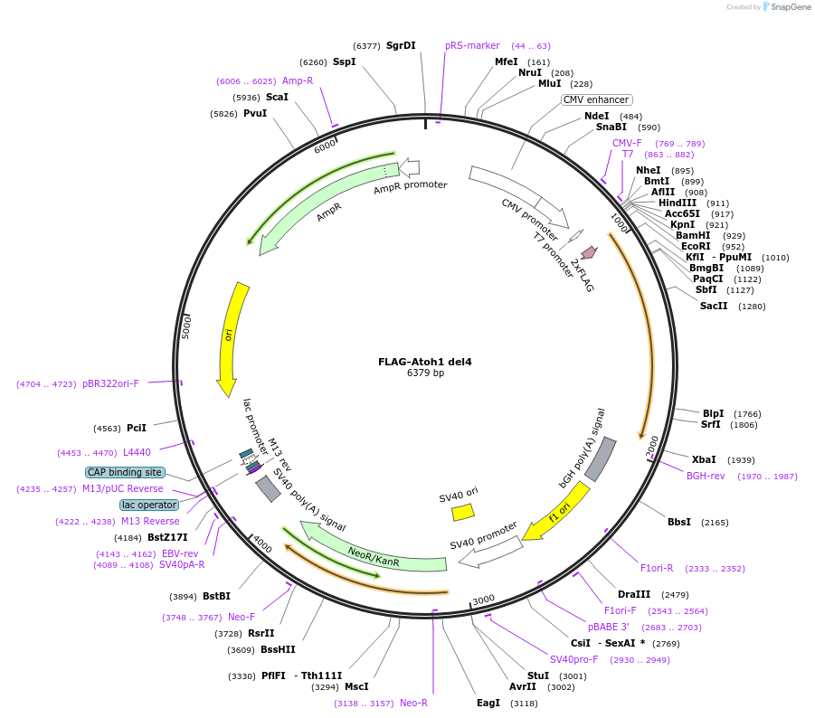 96914-plasmid-map-sequence-id-182275