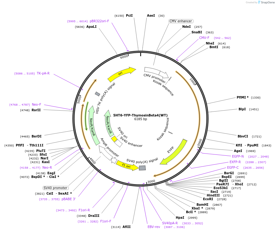 96806-plasmid-map-sequence-id-182276
