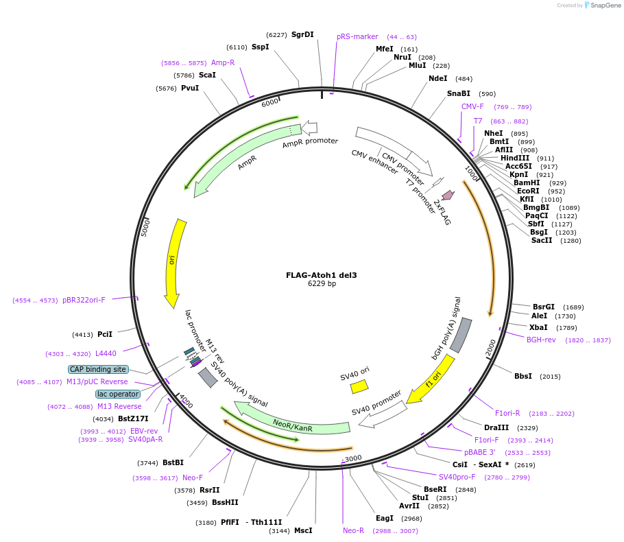 96913-plasmid-map-sequence-id-182279