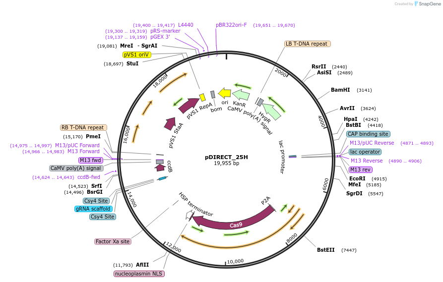91145-plasmid-map-sequence-id-182281