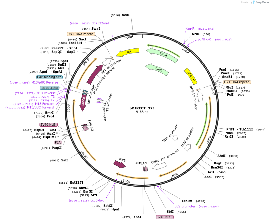 91153-plasmid-map-sequence-id-182287