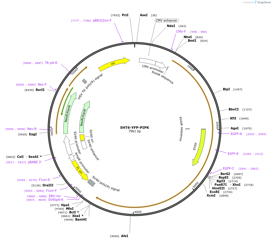 96810-plasmid-map-sequence-id-182295