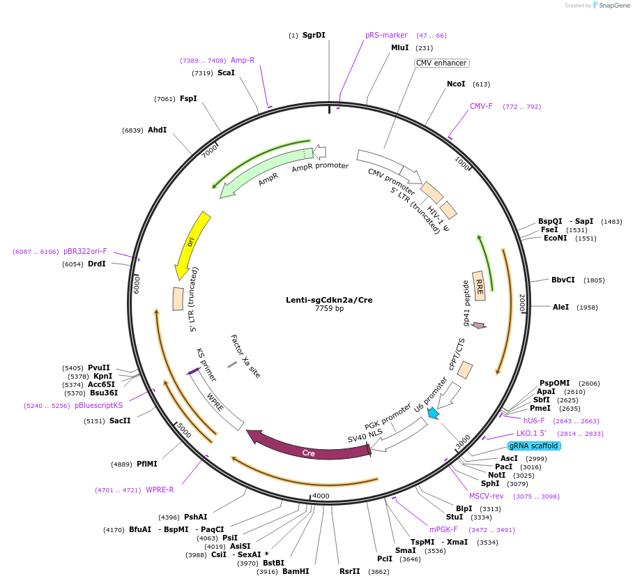 89644-plasmid-map-sequence-id-182305