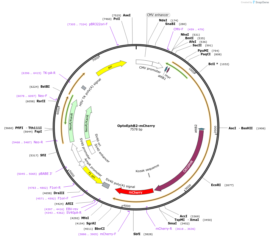 92042-plasmid-map-sequence-id-182371