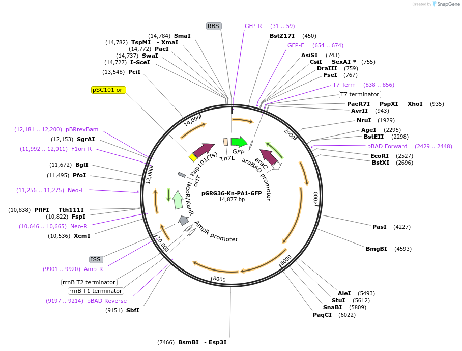 79088-plasmid-map-sequence-id-182383