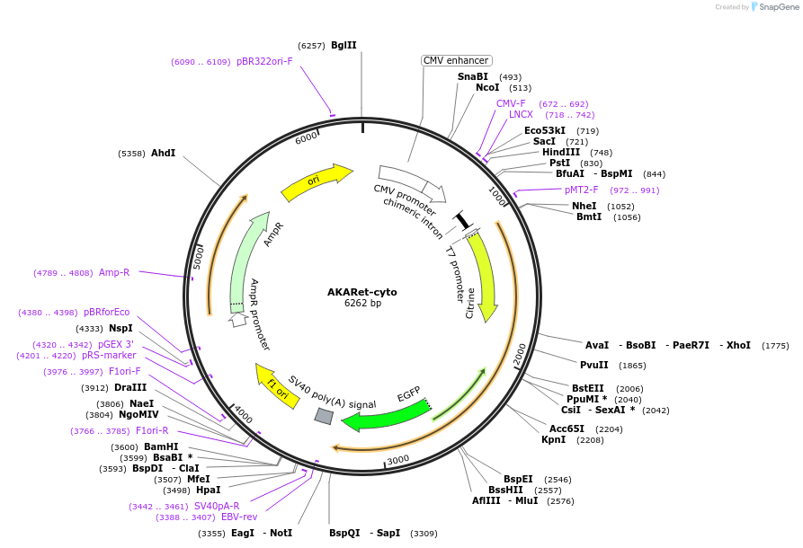 96897-plasmid-map-sequence-id-182387