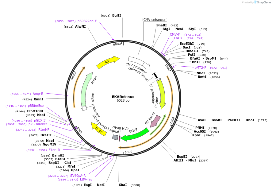 96896-plasmid-map-sequence-id-182390