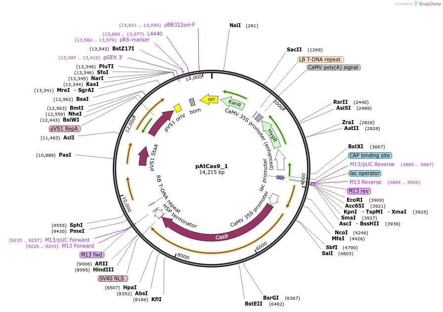 91156-plasmid-map-sequence-id-182391