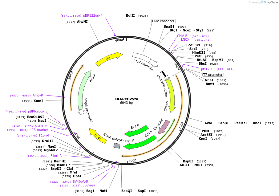 96895-plasmid-map-sequence-id-182393