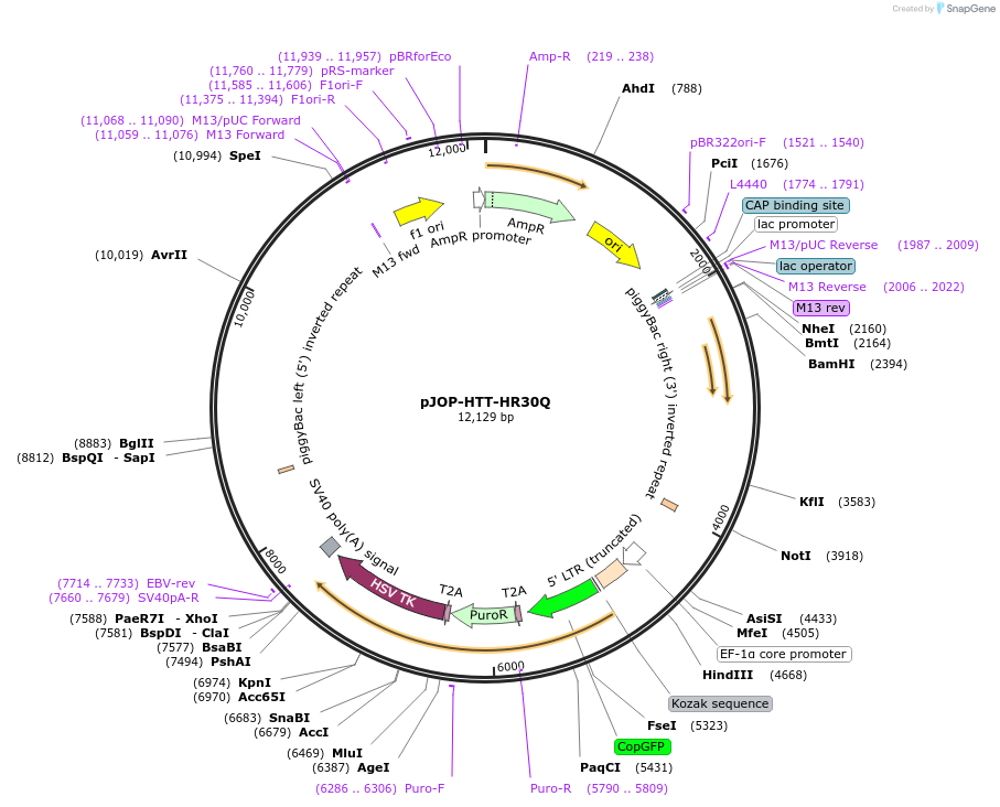 92247-plasmid-map-sequence-id-182400