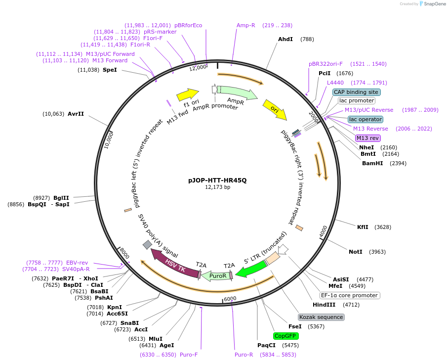 92248-plasmid-map-sequence-id-182404