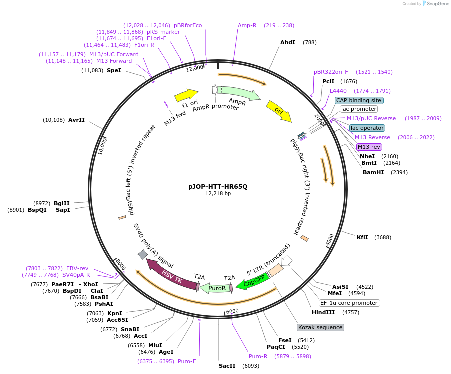 92249-plasmid-map-sequence-id-182406