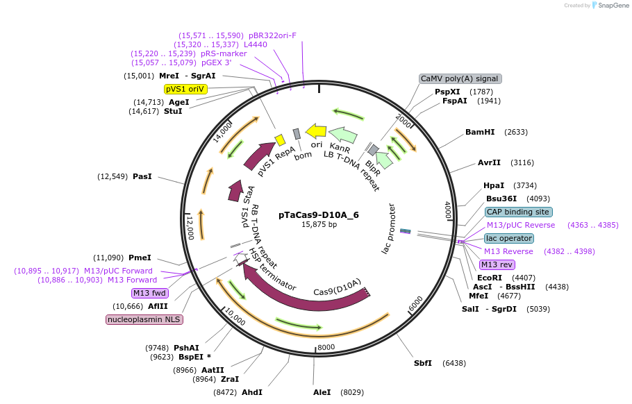 91171-plasmid-map-sequence-id-182410