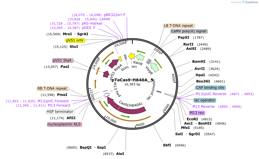 91172-plasmid-map-sequence-id-182411