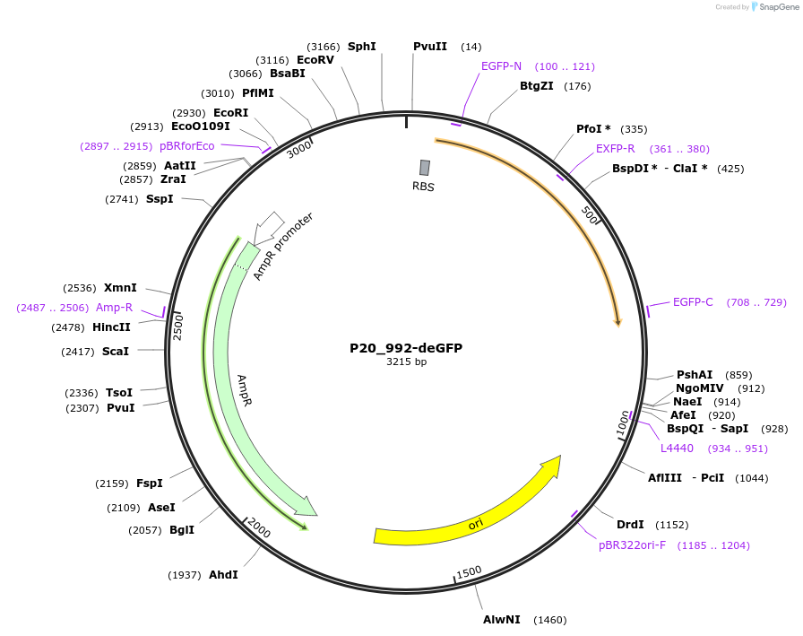 97095-plasmid-map-sequence-id-182432