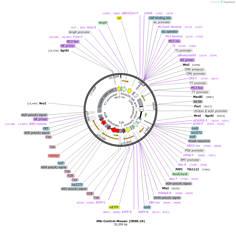 99748-plasmid-map-sequence-id-182446