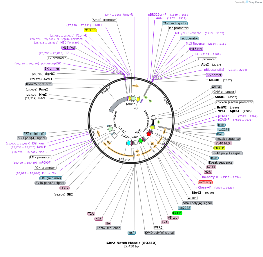 99752-plasmid-map-sequence-id-182454