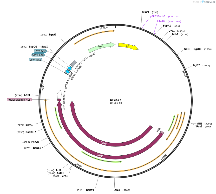 91219-plasmid-map-sequence-id-182467