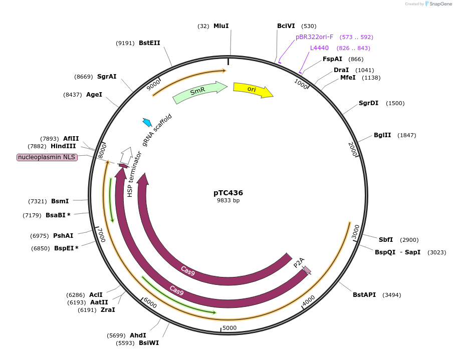 91222-plasmid-map-sequence-id-182470