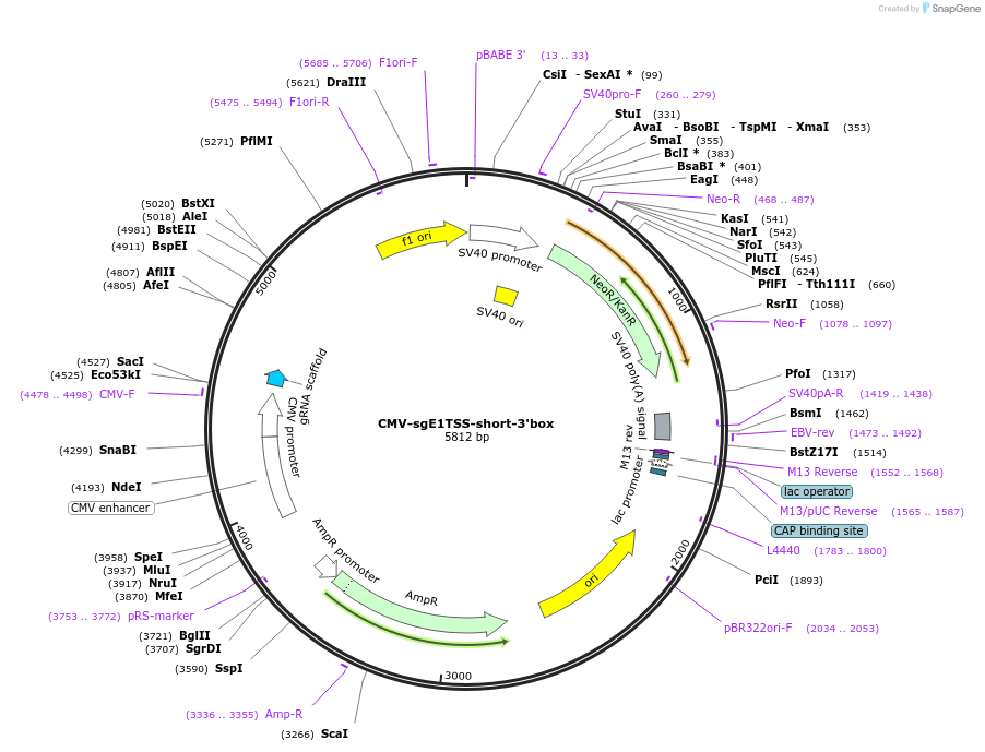 92165-plasmid-map-sequence-id-182482