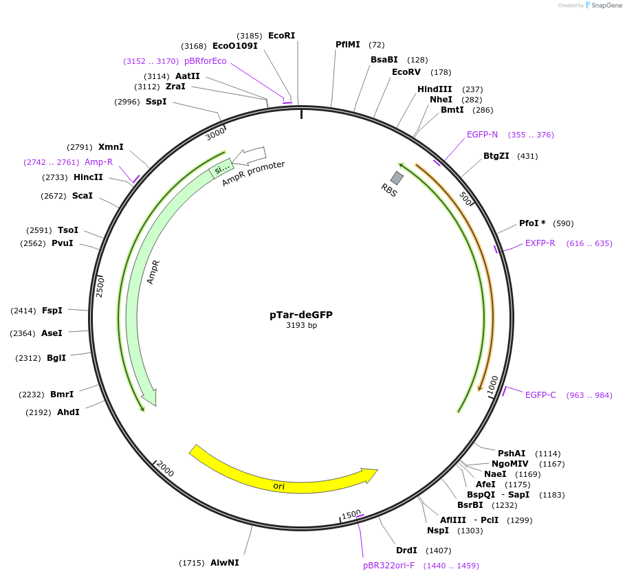 97098-plasmid-map-sequence-id-182495