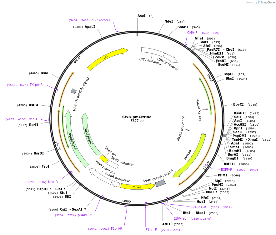 92421-plasmid-map-sequence-id-182508