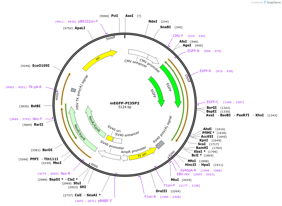 92419-plasmid-map-sequence-id-182509