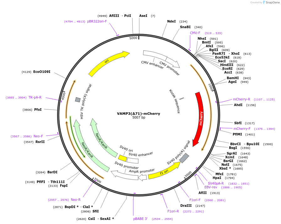92425-plasmid-map-sequence-id-182514