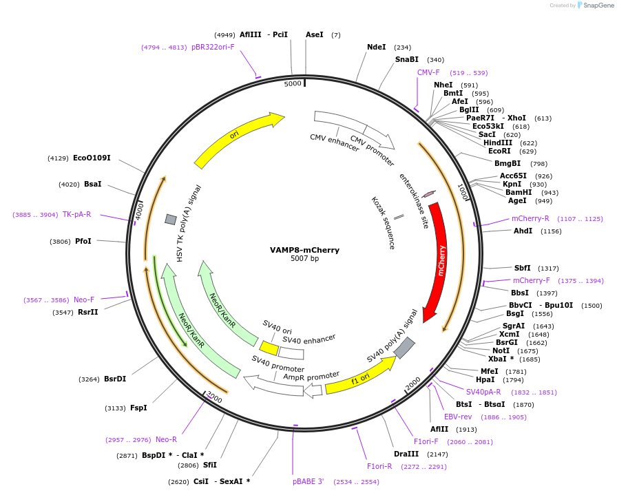 92424-plasmid-map-sequence-id-182516