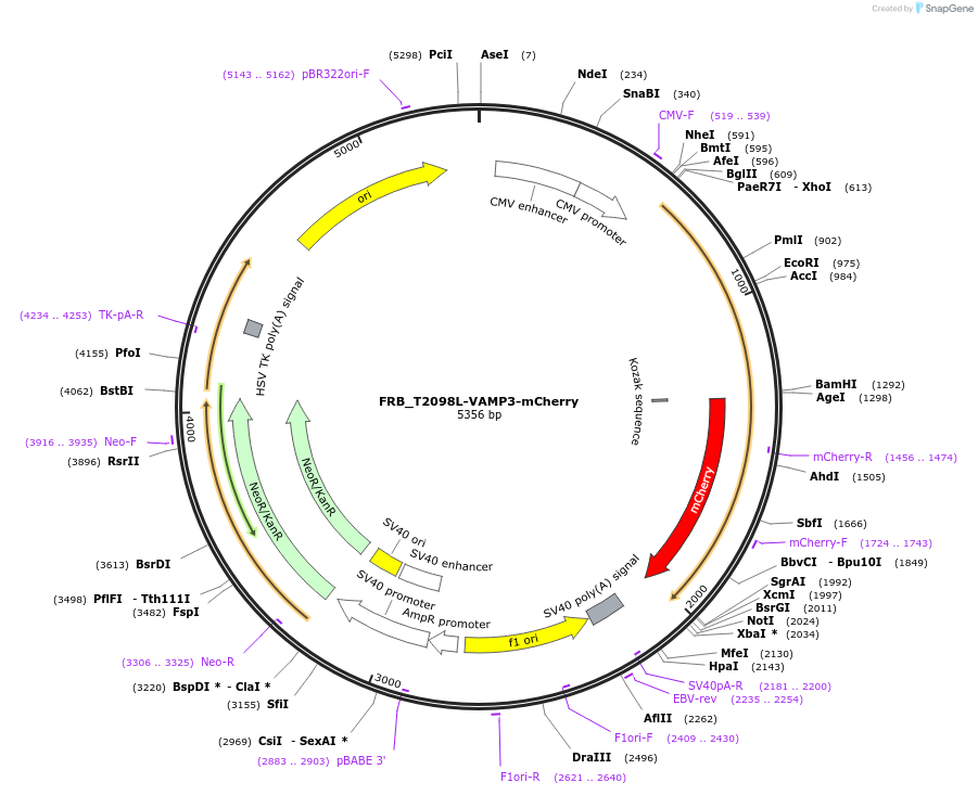 92429-plasmid-map-sequence-id-182520